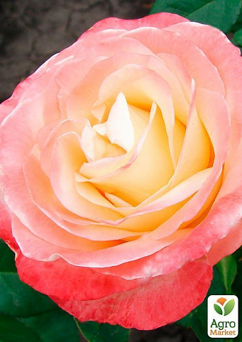 Роза чайно-гибридная "Белла Перла" (саженец класса АА+) высший сорт