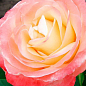 Роза чайно-гибридная "Белла Перла" (саженец класса АА+) высший сорт