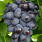 Виноград "Блэк Гранд" (крупная гроздь, канадская селекция)