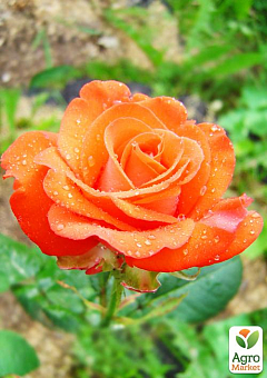 Роза Миниатюрная (комнатная) "Sparkle Coral" (Нидерланды)4
