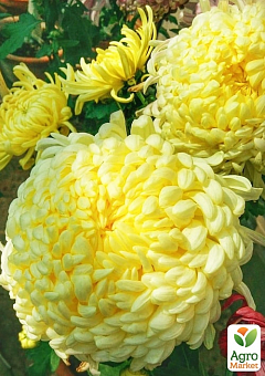 Хризантема  "Cosmo Yellow" (низкорослая крупноцветковая)1