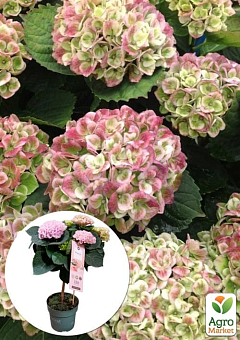 LMTD Гортензия на штамбе цветущая 4-х летняя "Magical Revolution Pink" (50-60см)2