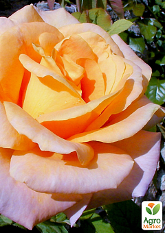 Роза чайно-гибридная "Diorama" (саженец класса АА+) высший сорт1