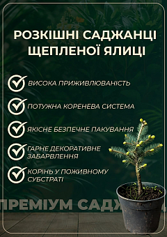 Ялиця щеплена 2-х річна одноколірна "Hexe" С1 висота 20-25 см30
