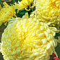 Хризантема  "Cosmo Yellow" (низкорослая крупноцветковая)