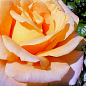 Троянда чайно-гібридна "Diorama" (саджанець класу АА +) вищий сорт