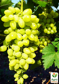 Виноград "Долгожданный" (кишмиш, очень ранний срок созревания, стабильно высокий уровень урожайности)1