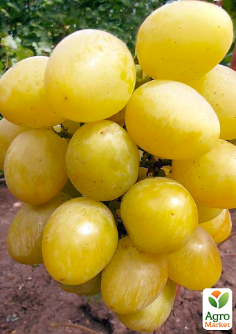 Виноград "Сенатор" (селекція Бурдака АВ, ранній, великий, солодкий)