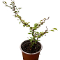 Сакура японская "Койо-но-май" (Prunus incisa Kojou-no-mai) вазон С2