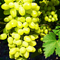 Виноград "Долгожданный" (кишмиш, очень ранний срок созревания, стабильно высокий уровень урожайности)