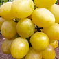 Виноград "Сенатор" (селекція Бурдака АВ, ранній, великий, солодкий)