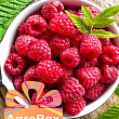 Эксклюзив! AGROBOX с саженцем ремонтантной малины