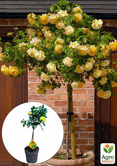 LMTD Роза на штамбе цветущая 3-х летняя "Royal Yellow" (укорененный саженец в горшке, высота50-80см)1