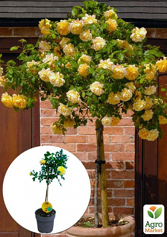 LMTD Роза на штамбе цветущая 3-х летняя "Royal Yellow" (укорененный саженец в горшке, высота50-80см)