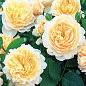 Роза в контейнере английская "Crocus Rose" (саженец класса АА+) купить