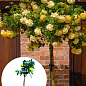 LMTD Роза на штамбе цветущая 3-х летняя "Royal Yellow" (укорененный саженец в горшке, высота50-80см)