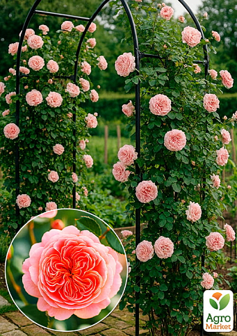 Роза плетистая "Пирует (Pirouette)" (саженец класса АА+) высший сорт