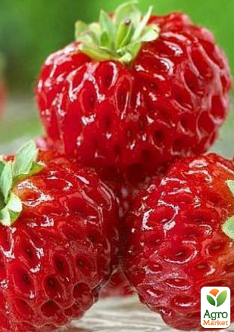 Гібрид полуниці і малини "Міце Шиндлер" (Frau Mieze Schindller) - фото 6