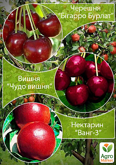 Дерево-сад "Черешня"Бигаро Бурлат"+Вишня "Чудо Вишня"+Персик "Ванг3"1