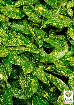 LMTD Аукуба японська "Krotonifoliia" (золоте дерево або плямистий лавр) висота 20-30см7