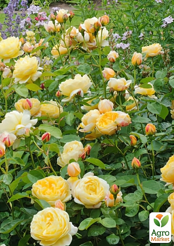 Троянда англійська "Шарлотта" (саджанець класу АА+) вищий сорт - фото 2