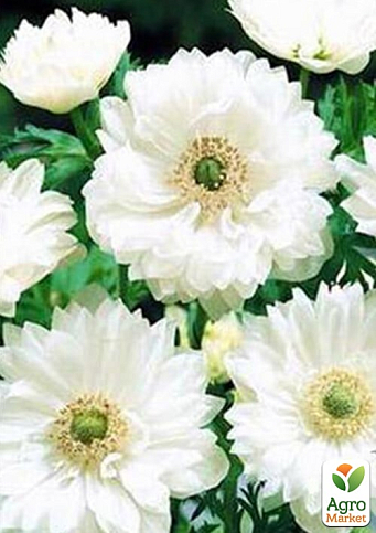 Анемона махрова біла "Mount Everest 977" (розмір 5/6, великий) 5шт в упаковці