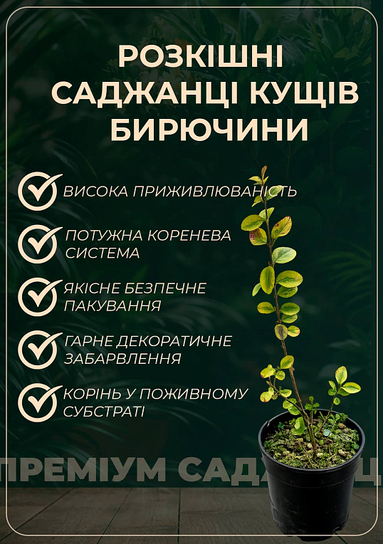 Бирючина обыкновенная (Ligustrum vulgare), С2 высота 25-35см