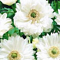 Анемона махрова біла "Mount Everest 977" (розмір 5/6, великий) 5шт в упаковці