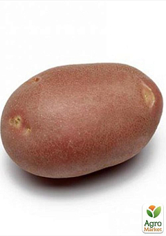 Картофель "Моцарт" семенной среднепоздний (на жарку, 1 репродукция) 1кг7