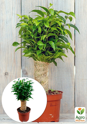 Фикус Бенджамина "Natasja"