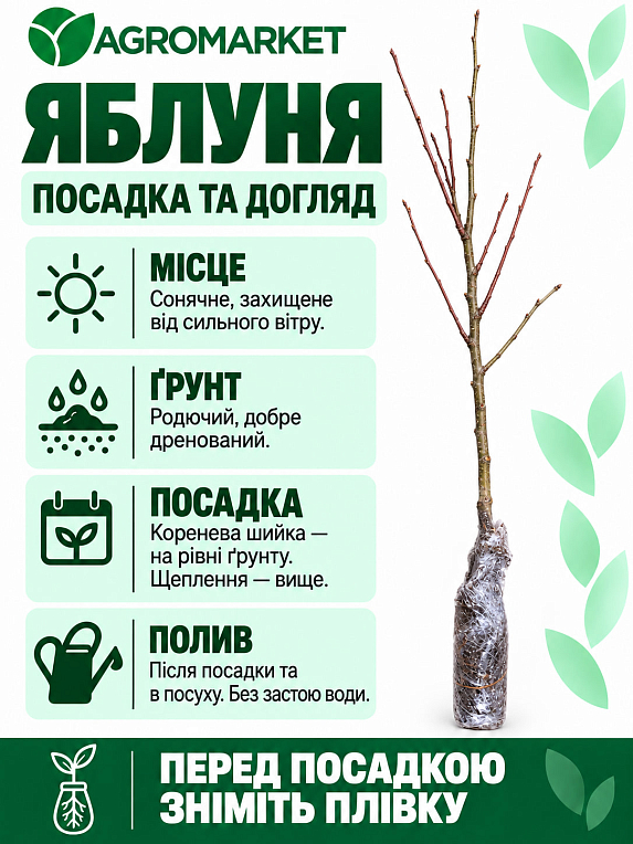 Яблоня "Грин схем" (зимний сорт, поздний срок созревания)
