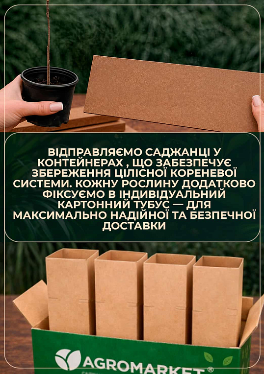 Гінкго білоба "Дволопатеве" - фото 4