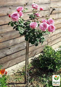 Роза штамбова "4 сезони" (саджанець класу АА +) вищий сорт2