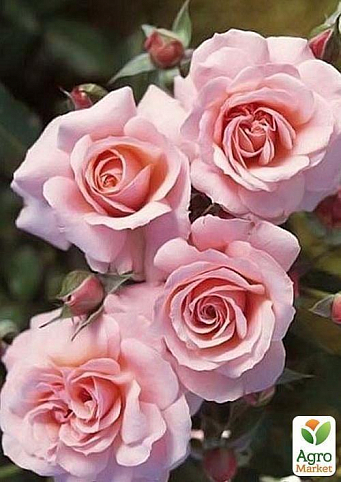 Роза чайно-гібридна "Парфум Париж"