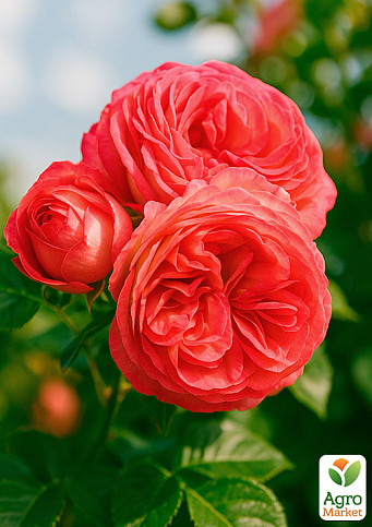 Троянда плетиста "Antikе" (саджанець класу АА +) вищий сорт - фото 4