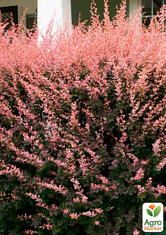 Барбарис Тунберга 3-х летний "Rose Glow" С2, высота саженца от 25см7