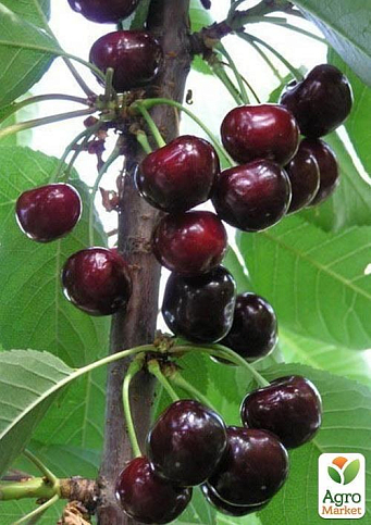 Вишня "Чернокорка" (літній сорт, середньоранній термін дозрівання)