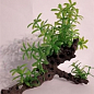 Растения искусственные Пластиковое растение 223132 15х10 (0100370)