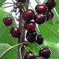 Вишня "Чернокорка" (літній сорт, середньоранній термін дозрівання)