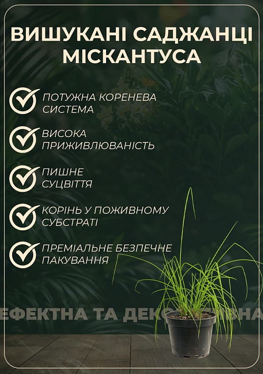 Мискантус китайский "Little Zebra" С1.5