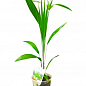Трахікарпус (Trachycarpus Fortunei) висота 60-80см купить