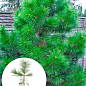 Сосна Орегонская (Рinus ponderosa) С10, высота 100-130см