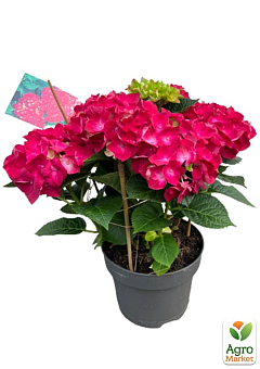 LMTD Гортензия macrophylla "Hot Red" 5-и летняя (высота 45-75см)23