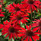 Ехінацея 2-х річна "Fountain Red" вазон С1.5