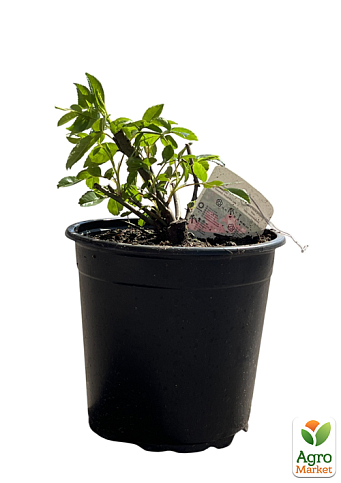 LMTD Троянда 2-х річна флорибунда "Royal Pink" (укорінений саджанець у горщику, висота 15-25см) - фото 2