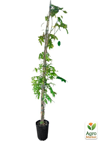 LMTD Вистерия (глициния) "Sinensis" 5-и летняя (высота 150-200см) - фото 5