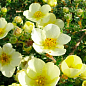 Лапчатка Кустарниковая "Primrose Beauty"