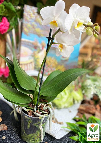 Орхидея (Phalaenopsis) "White" - фото 4