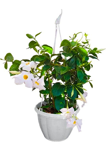 Дипладения 2-х летняя (Mandevilla) "Pearl" (высота 40-50см, подвесной вазон) - фото 2