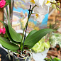 Орхидея (Phalaenopsis) "White"